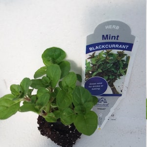 Mint Blackcurrent starter plant
