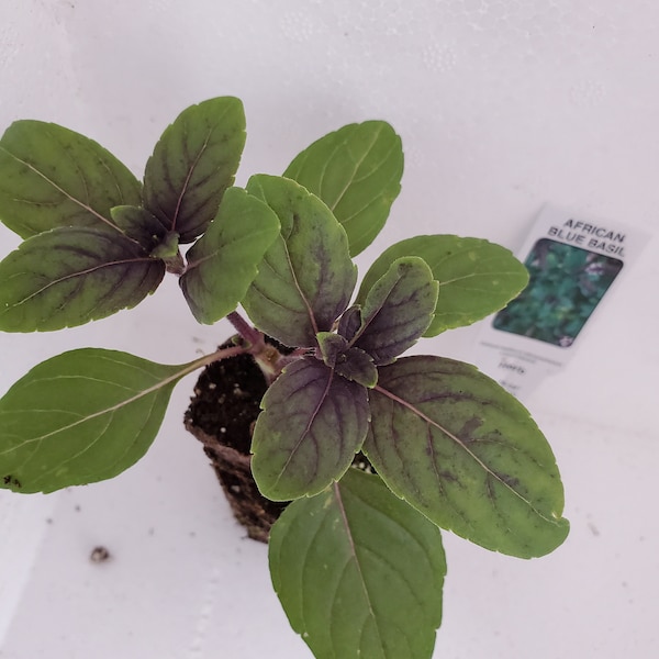 Basil African Blue