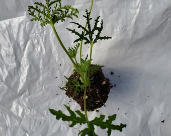 Scented Geranium  Fernleaf