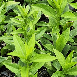 May include: A cluster of vibrant green plants growing in dark soil. The plants feature pointed, lance-shaped leaves arranged in an alternating pattern along upright stems. The foliage is dense, showing various shades of bright and lime green.