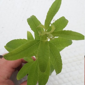 Planta joven de hierbaluisa