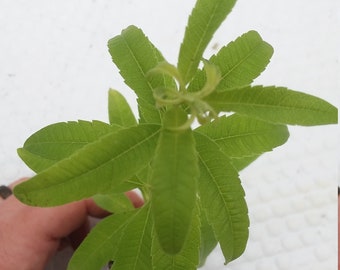 Lemon Verbena Starter Plant