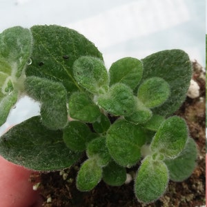 Dittany of Crete starter plant oregano dictamnus