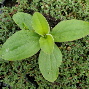 Arnica Montana