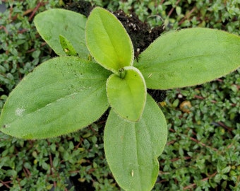 Arnica Montana