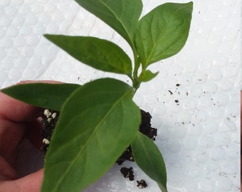Live Pepper Poblano Plant