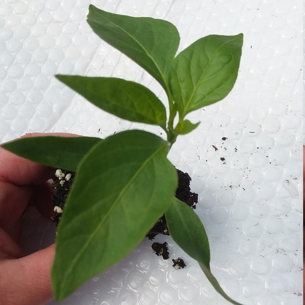 Live Pepper Poblano Plant