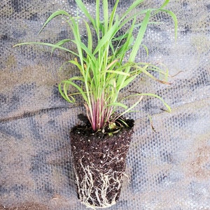 Lemon Grass East Indian