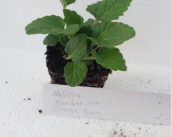 Melissa Mandarina Orange Balm starter plant