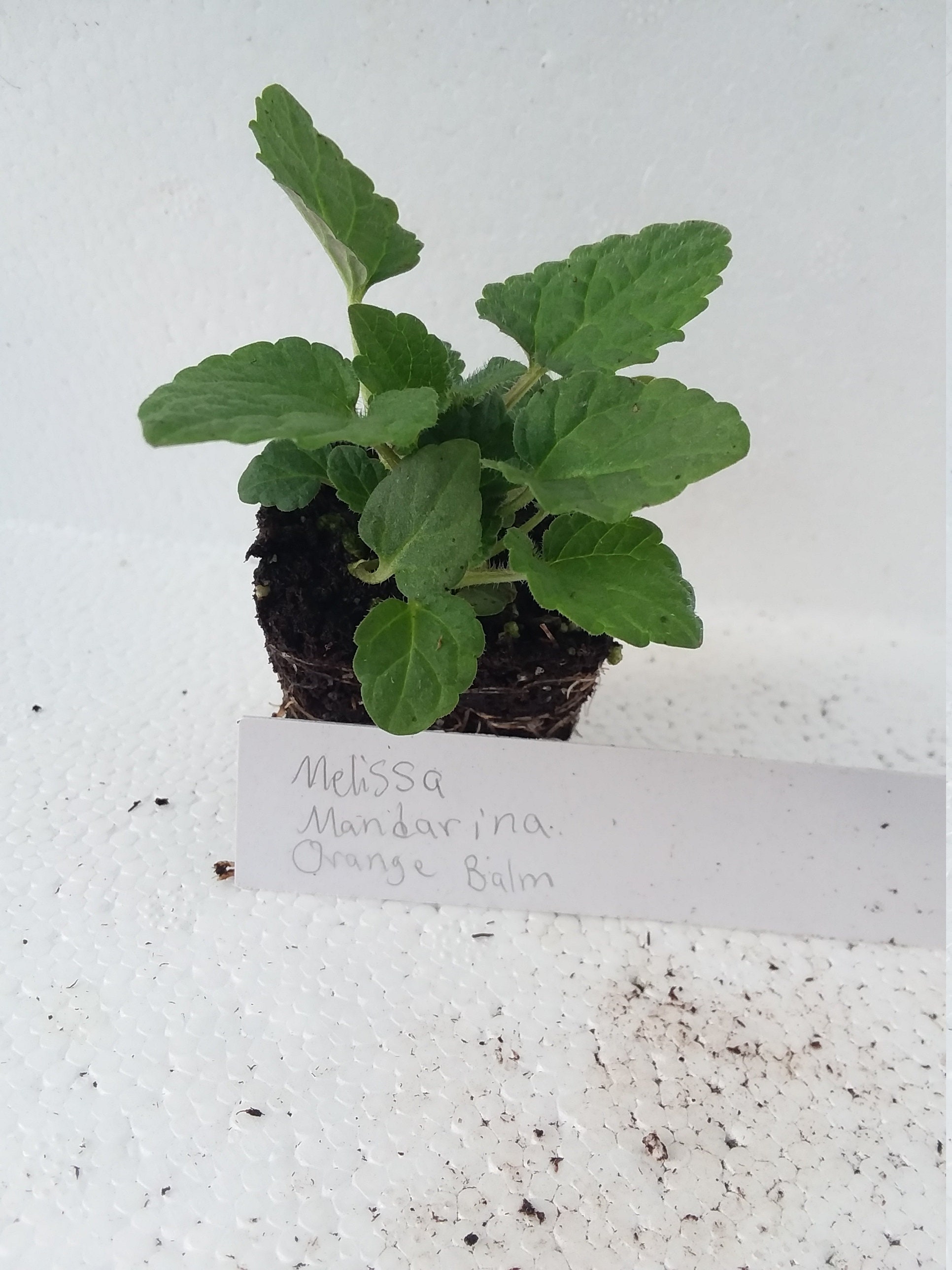 Melissa Mandarina Orange Balm starter plant