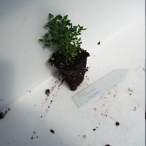 May include: A Rose Scented Thyme plant with green foliage and a dark soil base. The plant is in a white container with a white label that reads "Rose Scented Thyme".
