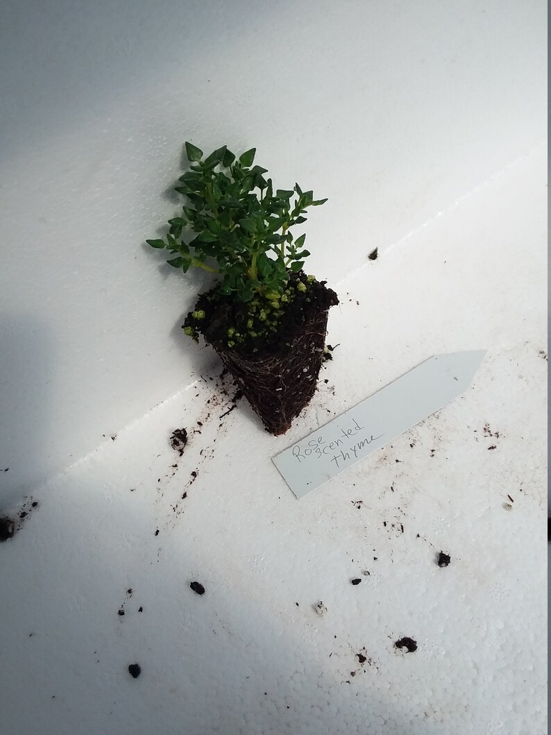 May include: A Rose Scented Thyme plant with green foliage and a dark soil base. The plant is in a white container with a white label that reads "Rose Scented Thyme".