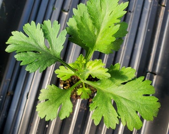 Chrysanthemum Cleos Pink