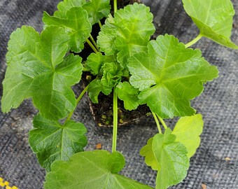 Malva Moschata