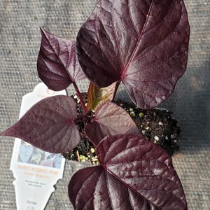 May include: A close-up of a Sweet Potato Vine plant with large, heart-shaped, deep burgundy leaves. The plant is in a small pot with dark soil. A white tag with text is visible.