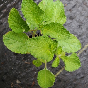 Salvia Miltiorrhiza Red Root Sage