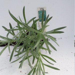 Curry Plant Helichrysum italicum