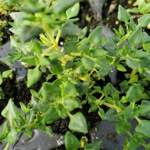 May include: Close-up of a tray of green thyme plants. The leaves are small, oval-shaped, and a vibrant green colour. The stems are a light yellow-green. The plants are densely packed together, creating a lush, textured appearance.