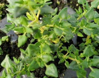 Rose Scented Thyme