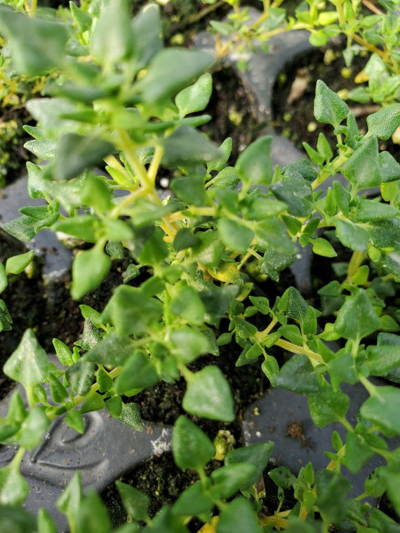 Rose Scented Thyme