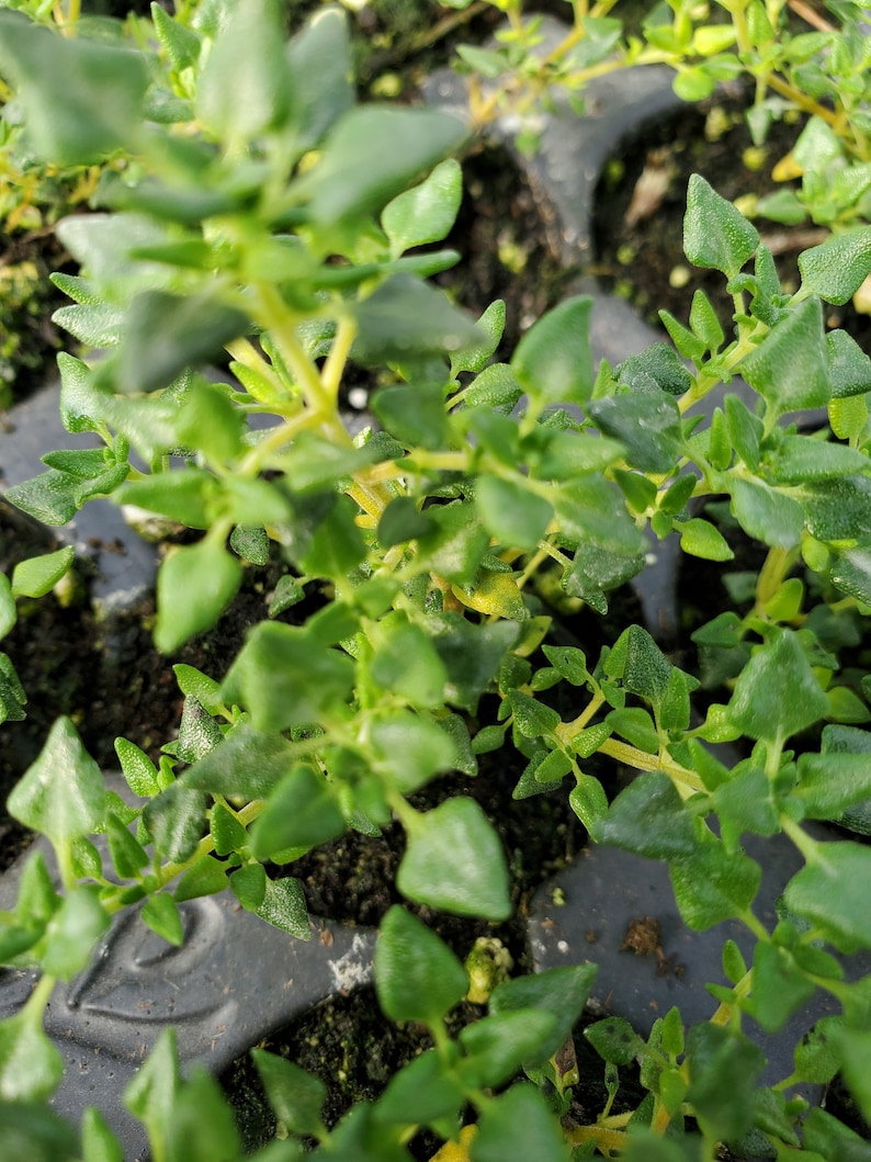 May include: Close-up of a tray of green thyme plants. The leaves are small, oval-shaped, and a vibrant green colour. The stems are a light yellow-green. The plants are densely packed together, creating a lush, textured appearance.