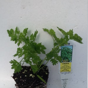 Chervil starter plant image 2