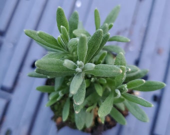 Lavender Pink lavandula Angustifolia Rosea 20 Seeds - Etsy