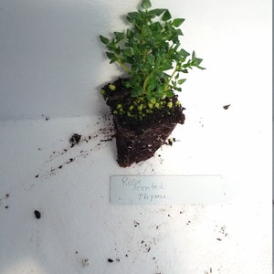 May include: A Rose Scented Thyme plant with green leaves and visible roots, presented in a small pot. A white label with the text "Rose scented thyme" is placed below the plant. The plant is a vibrant green.