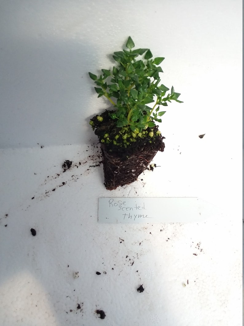 May include: A Rose Scented Thyme plant with green leaves and visible roots, presented in a small pot. A white label with the text "Rose scented thyme" is placed below the plant. The plant is a vibrant green.