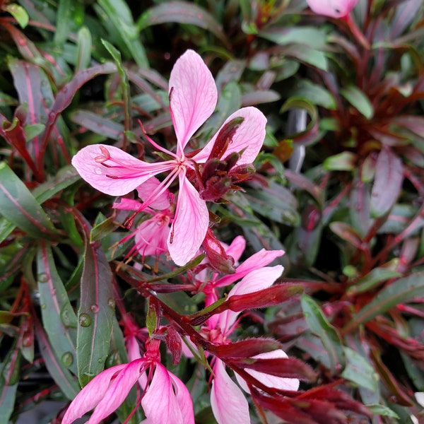 Gaura Passionate Blush