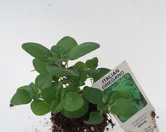 Oregano Italian