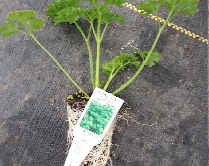 Parsley Extra Triple Curled Starter Plant Etsy