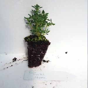 May include: A Rose-scented Thyme plant in a black pot. The plant has bright green leaves and a visible root system. A white label with the words "Rose Scented Thyme" is placed near the plant.