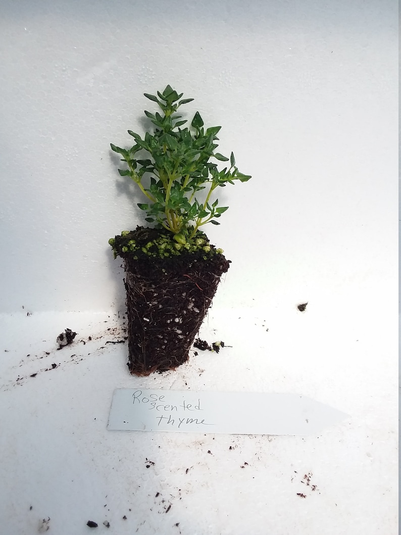 May include: A Rose-scented Thyme plant in a black pot. The plant has bright green leaves and a visible root system. A white label with the words "Rose Scented Thyme" is placed near the plant.
