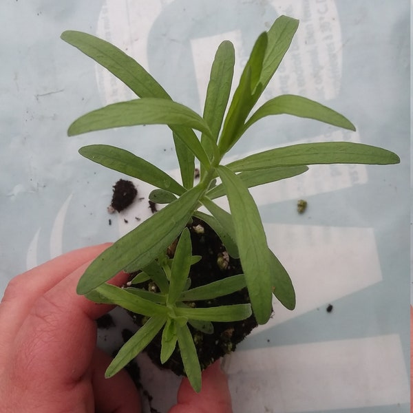 French Tarragon starter plant