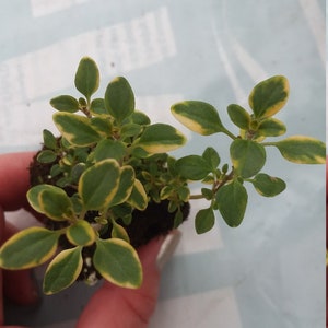 Variegated Lemon Thyme starter plant
