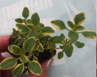 Variegated Lemon Thyme starter plant
