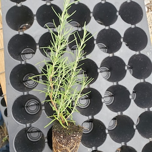 May include: A green rosemary plant with roots showing, potted in a black plastic container. The plant is sitting in a black plastic tray with multiple empty cells.