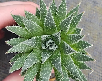 Lace Aloe Aristata Starter Plant