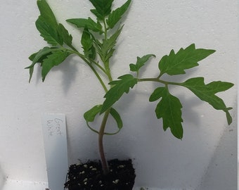 Tomato Great White starter plant