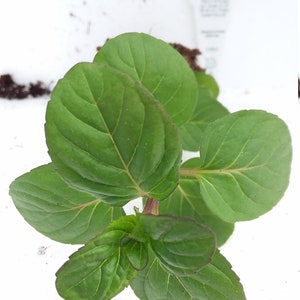 Orange Mint starter plant