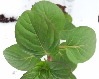 Orange Mint starter plant