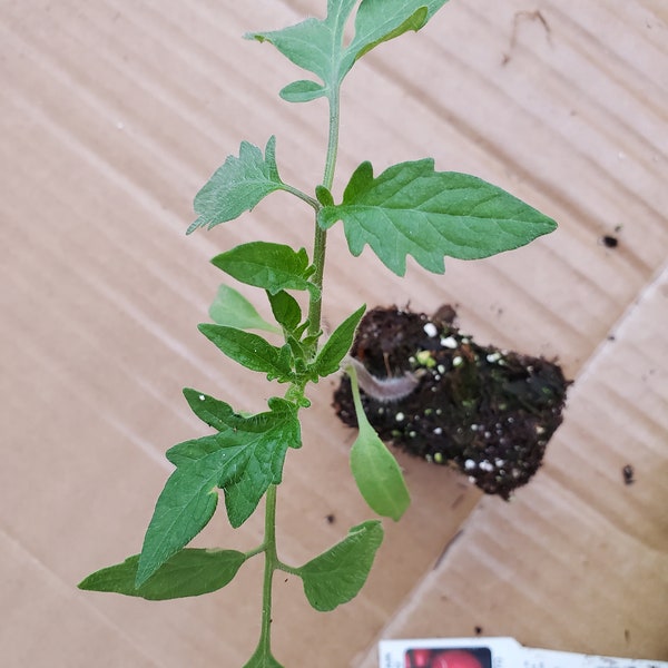 Tomato Mountain Spring