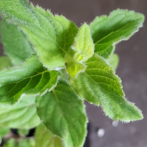 Mint Winter
