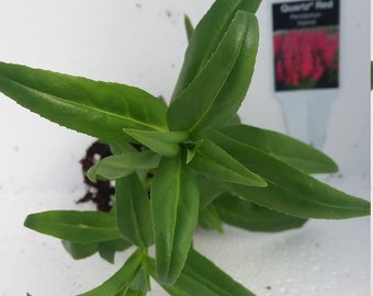 Penstemon Quartz Red