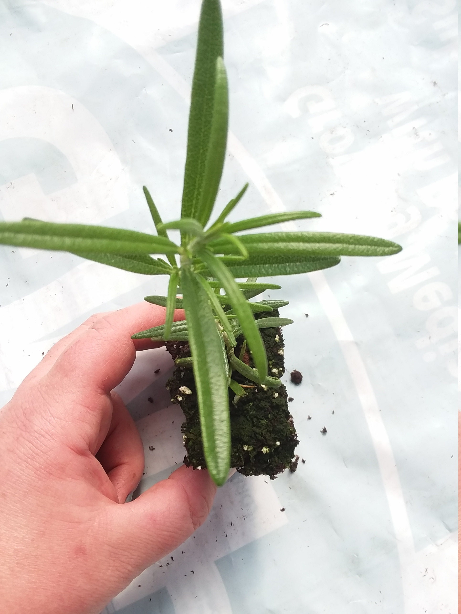 Live Rosemary starter plant