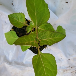 May include: A close-up of a small green plant with large leaves. The plant is growing in a small pot and is surrounded by white fabric.