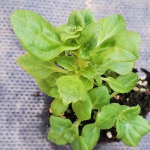 May include: A close-up shot of a small, vibrant green plant with multiple leaves. The plant is potted in dark soil, and the leaves have a slightly glossy appearance. The plant appears healthy and well-nourished, suggesting it is a young seedling.