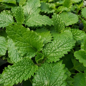 Citronella Balm Starter Plant, Melissa Officinalis