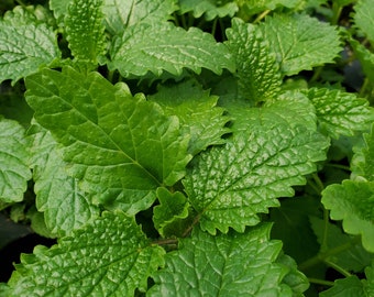 Citronella Balm